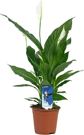 Растение Спатифиллум Купидо Компакто 50 см