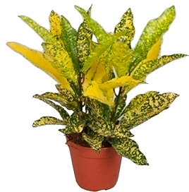 Растение Кодиеум Варигатум Голд Сан 41 см