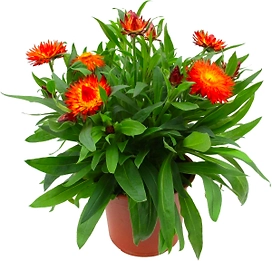 Растение Брактеанта 30 см