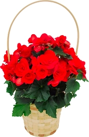 Растение  Бегония ЖивойБукеткорзина D15 H 50
