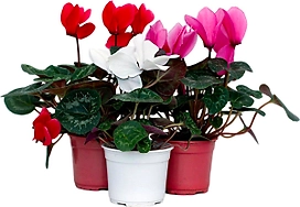 Растение  Цикламен Персидский D12 H30