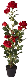 Роза в горшке 95 см