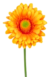 Искусственное растение Гербера 32 см оранжевая 