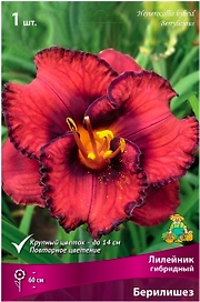 Луковица Лилейника ПОИСК Берилишез 