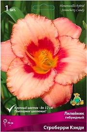 Луковица Лилейника ПОИСК Строберри Кэнди 