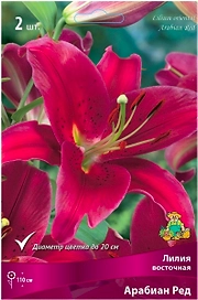 Луковица Лилии восточной ПОИСК Арабиан Ред 