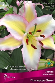 Луковицы Лилия Примроуз Хилл 1 шт