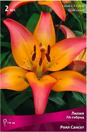 Луковица Лилии ЛА-гибрид ПОИСК Ройал Сансет 