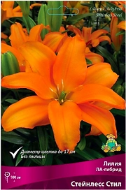 Луковица Лилии ЛА-гибрид ПОИСК Стейнлесс Стил 