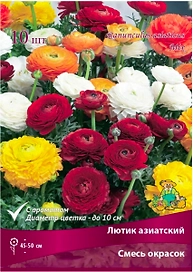 Луковицы лютика азиатского Смесь окрасок 10 шт в ассортименте