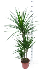 Растение Драцена Фрагнанс Вайт Страйп D24 H150