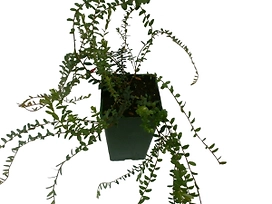 Растение Клюква С2 Н40