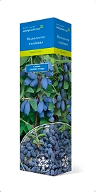 Растение Жимолость Амфора С1 Н37