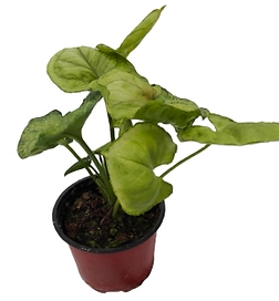 Растение Сингониум D7 Н15