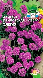 Семена Армерия СеДеК Элегия приморская