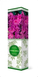 Растение Азалия японская Гейша Пепл ПОИСК