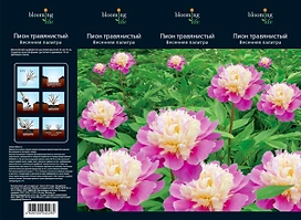 Растение Пион 7 ЦВЕТОВ травянистый Весенняя палитра в коробке