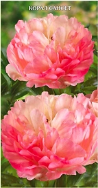 Саженец Пион молочноцветковый Корал Сансет C3 H20