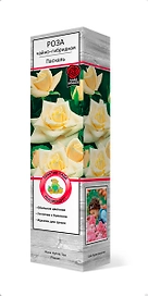 Растение Роза чайно-гибридная Паскаль ПОИСК С1 Н37