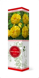 Растение Роза парковая Рейн Лючия ПОИСК