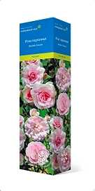 Растение Роза парковая Модэн Блаш С1 Н37