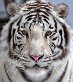 Флизелиновые обои OVK Design Бенгальский тигр 140118 2,5x2,8 м