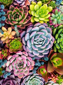 Флизелиновые обои ATELIERO фотообои Суккуленты 20-8136 2x2,7 м