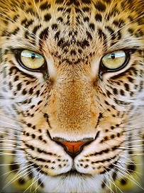 Флизелиновые обои ATELIERO фотообои Тигр 20-8137 2х2,7 м