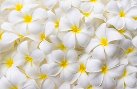 Флизелиновые обои ATELIERO фотообои Лютики 21-8113 2х1,3 м