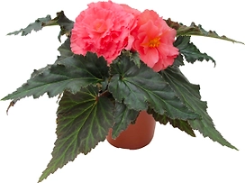 Растение  Бегония Клубневая D 11 H 20