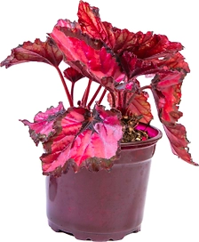 РАСТЕНИЕ  БЕГОНИЯ КОРОЛЕВСКАЯ D12H25-30