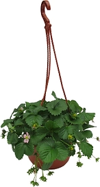 Растение Земляника Роман Агрохолдинг Московский D21 H25