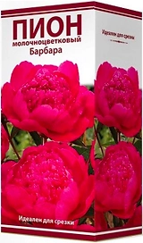 Саженец Пион молочноцветковый Барбара C3 H20