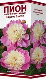 Саженец Пион молочноцветковый Боул ов Бьюти C3 H20