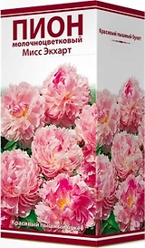 Саженец Пион молочноцветковый Мисс Экхарт C3 H20