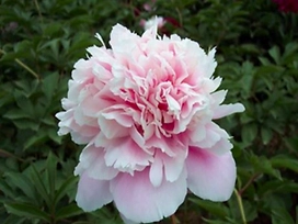 Растение Пион травянистый 7 ЦВЕТОВ Щербет