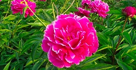 Растение Пион травянистый 7 ЦВЕТОВ Blooming Life Камелия (в тубе)