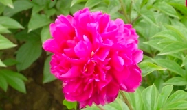 Растение Пион травянистый 7 ЦВЕТОВ Blooming Life Китайский Шелк (в тубе)