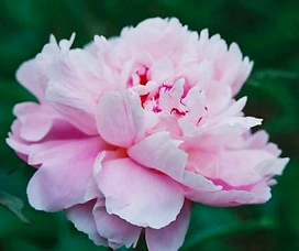 Растение Пион травянистый 7 ЦВЕТОВ Blooming Life Весенний Снег (в тубе)