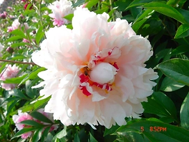 Растение Пион травянистый 7 ЦВЕТОВ Blooming Life Жемчужное Ожерелье (в тубе)