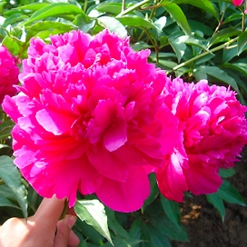 Саженец пиона травянистого Ричи