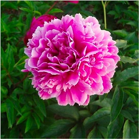 Саженец пиона травянистого Пурпурная феерия