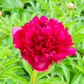 Саженец пиона травянистого Черный жемчуг