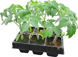 Рассада Томат красный в кассете 6 шт в ассортименте