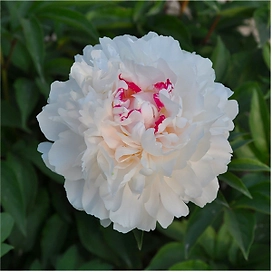 Саженец пиона Поцелуй Невесты 