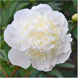 Саженец пиона Зефир 