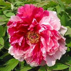 Саженец Пион древовидный Две Сестры 1 шт