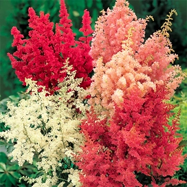 Растение Астильба Китайская в ассортименте ПОИСК С1,5 H30
