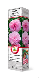 Саженец Роза Лавли Ред С1 Н37