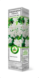 Саженец Рододендрон Канингемс Вайт С1 Н37